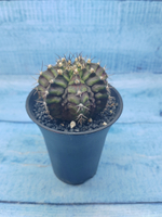 Gymnocalycium T-Rex Pink hybride (Гимнокалициум T-rex)
