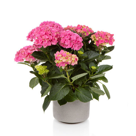 Hi Sky (Хай Скай) P12 Европа 2026