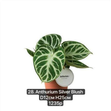 28. Антуриум Сильвер Блаш (Anthurium Silver Blush) D12см Н25см