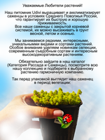 Седум испанский Золото голд почвопокровный