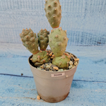 Tephrocactus Articulatus (Тефрокактус)