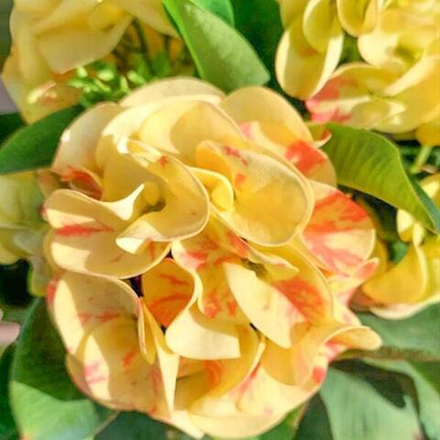 Эуфорбия Миля LUENG LAIKRA