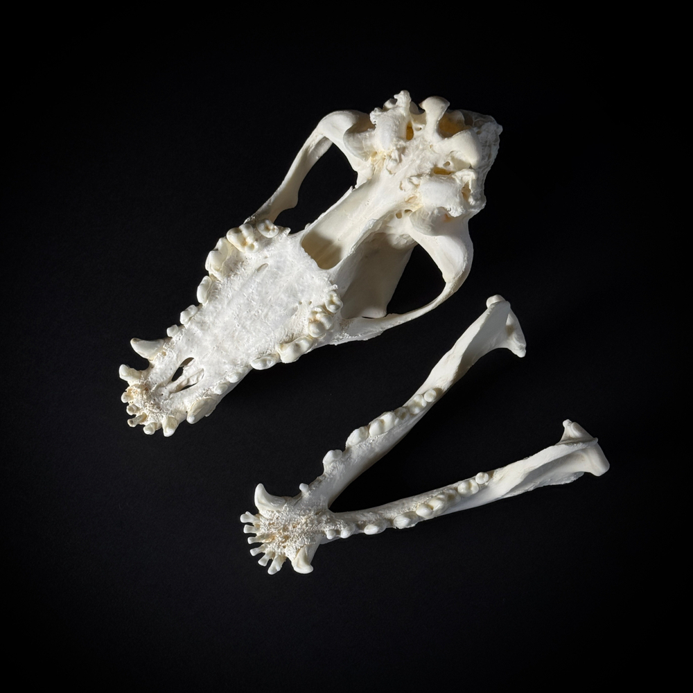 Череп собаки