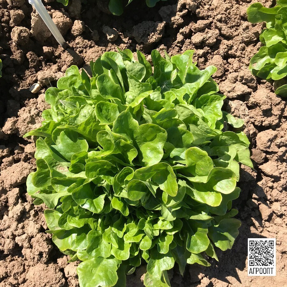 КУК семена салата (Rijk Zwaan | Alexagro) – фото 2