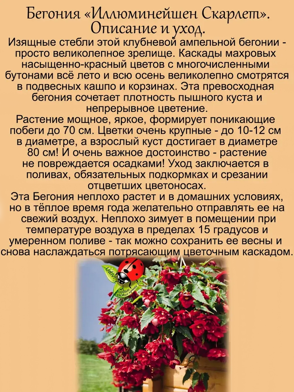 Бегония Иллюминейшен Скарлет ампельная