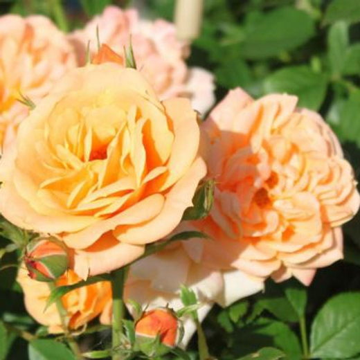 Роза Эприкот Клементина С7 Закупка М57 июнь 2026