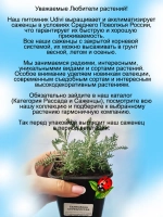 Сантолина Серебристая вечнозелёная