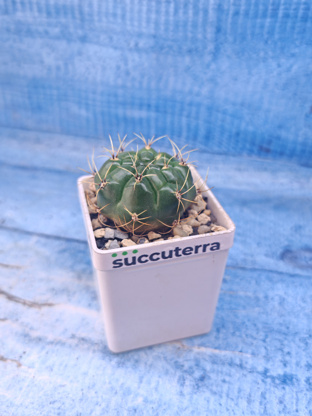 Matucana Aureiflora (Матукана)