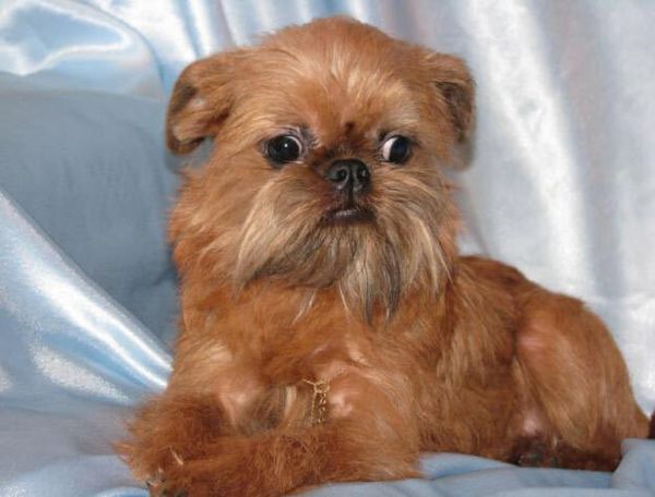 Брюссельский гриффон