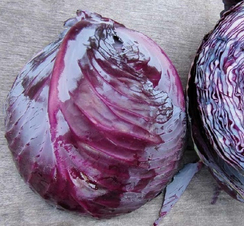 РОКСИ F1 семена капусты краснокочанной (Seminis | Alexagro)