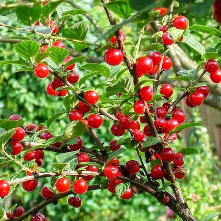 Вишня войлочная Сказка