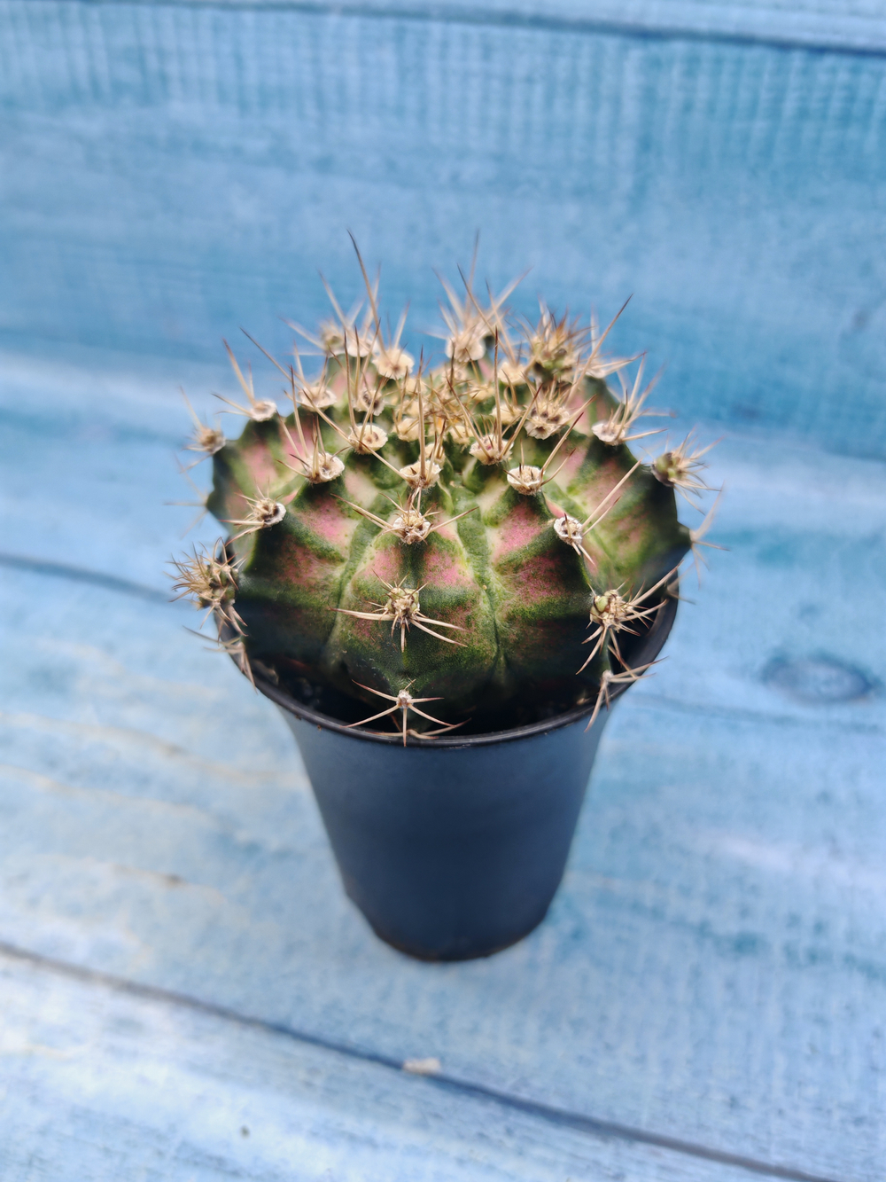 Gymnocalycium T-Rex Pink hybride (Гимнокалициум T-rex)