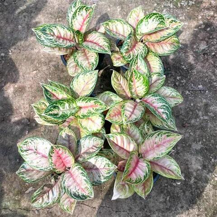 Аглаонема NUSANTARA