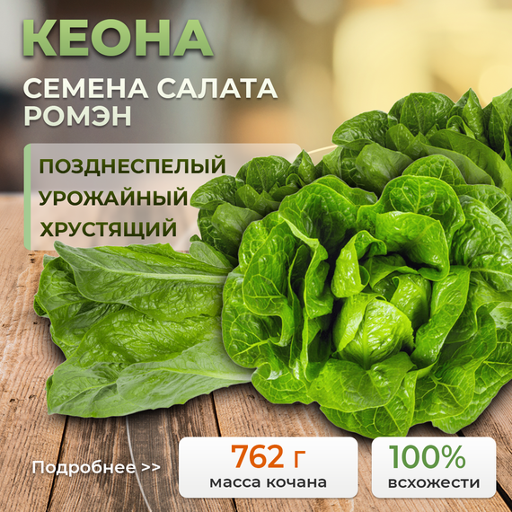 КЕОНА семена салата (Rijk Zwaan | Alexagro) – фото 1