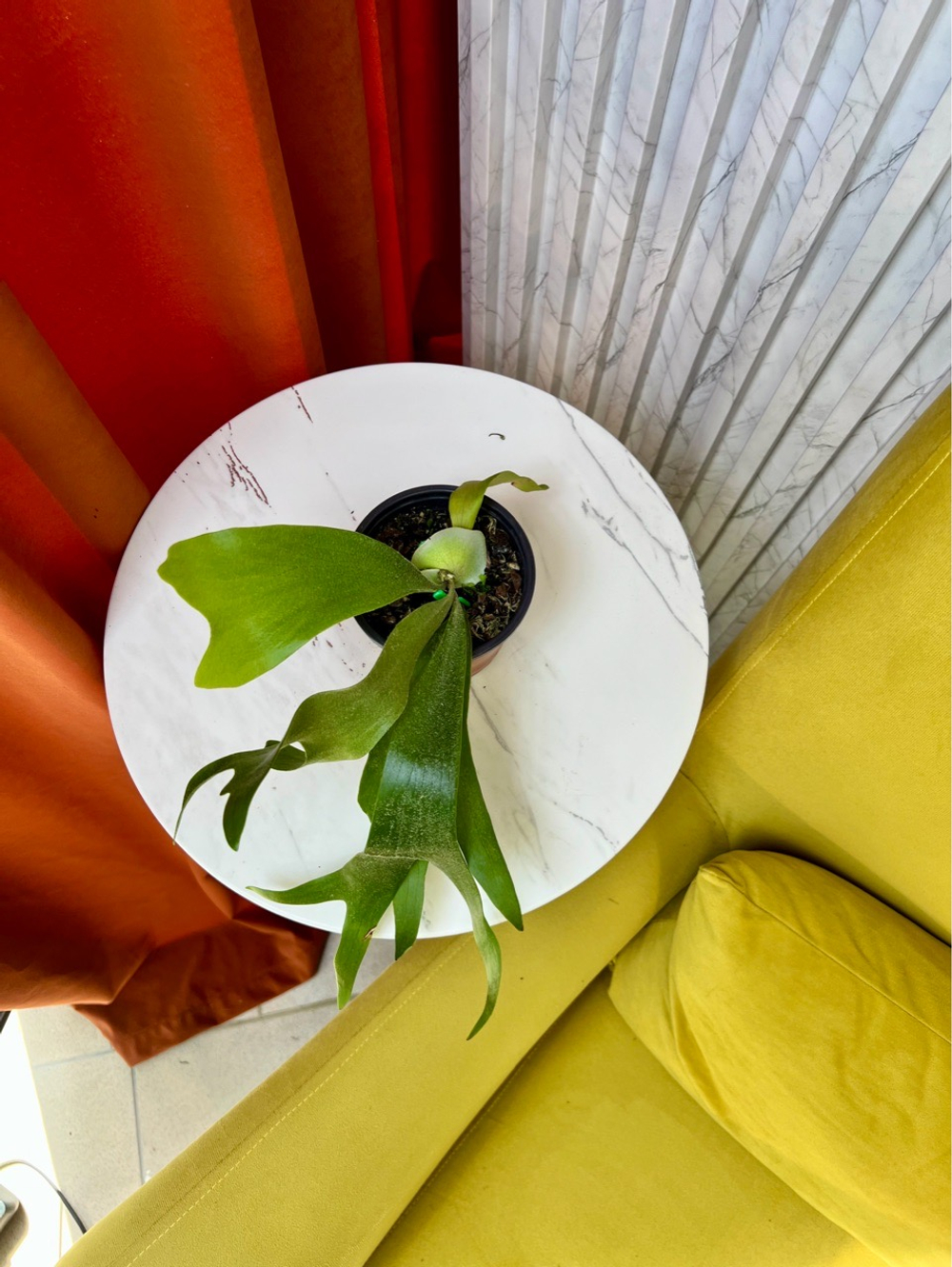 Платицериум Альцикорне, D8-11см Н25см, 1шт, Urban Jungle