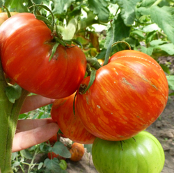 Помидоры Solar Flare – Вспышка На Солнце