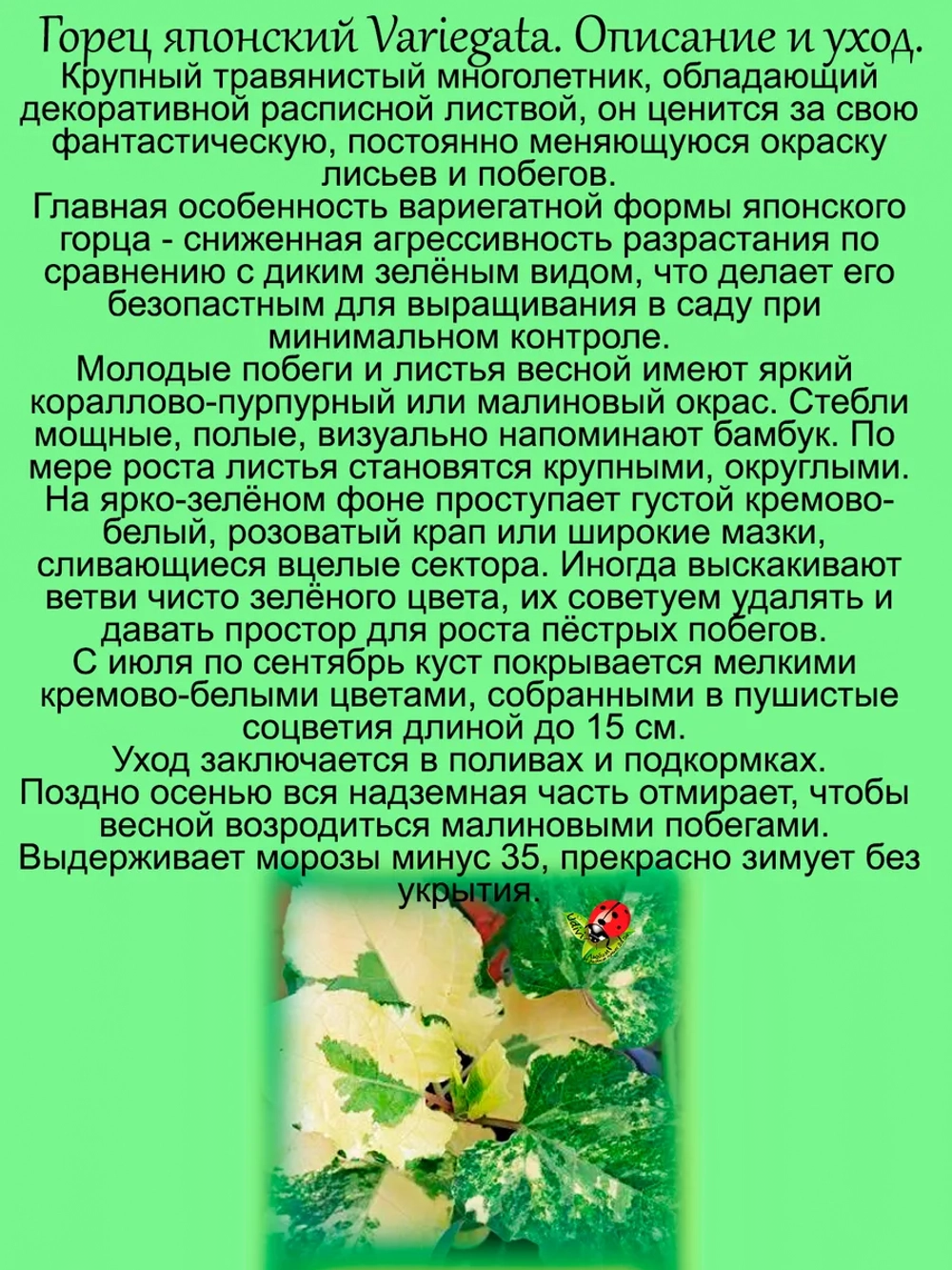 Горец японский Вариегата многолетний