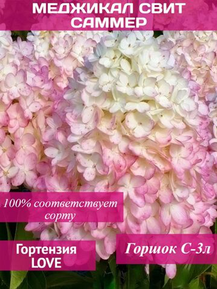 Меджикал Свит Саммер гортензия метельчатая