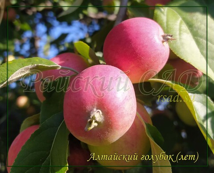 Яблоня Алтайский голубок