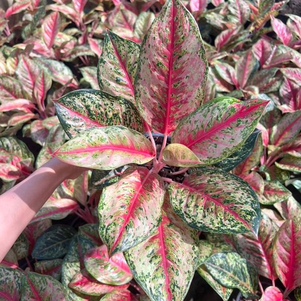 Аглаонема. Поговорим о Каратах