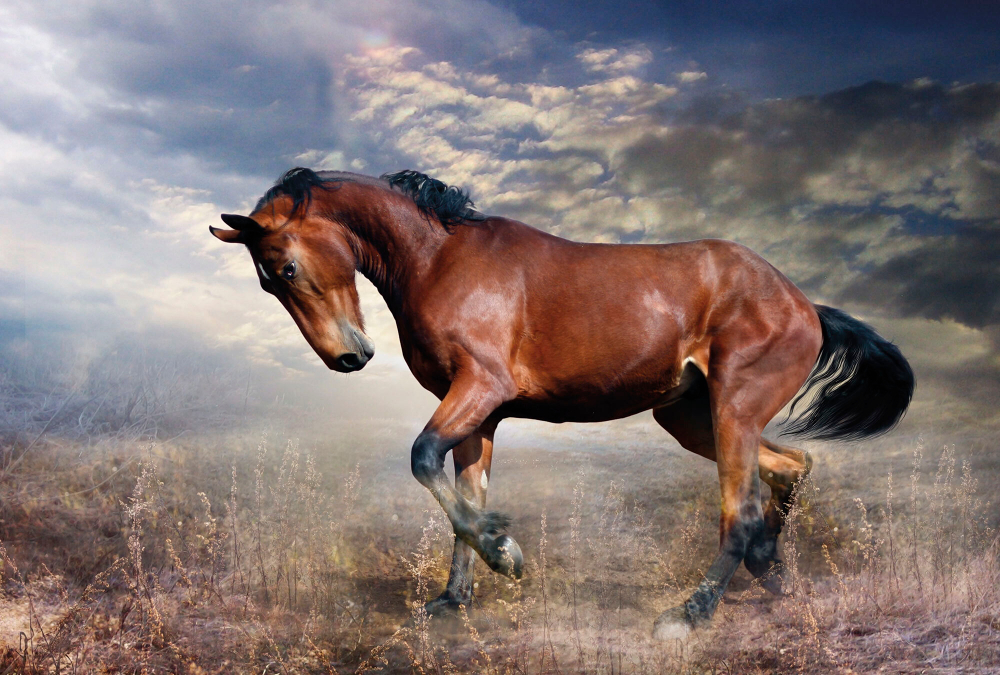 Коллекция Животные