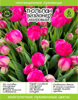 Тюльпан Луковица, Визионер, 6+шт