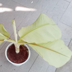 Банан вариегатный NAM WAH KHOM MINT