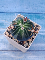 Ferocactus Latispinus (Ферокактус)