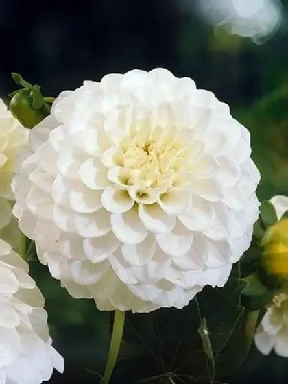 Георгин помпонный Петраc Веддинг