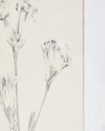 Картина Lirena с ботанической иллюстрацией 70 x 50 см