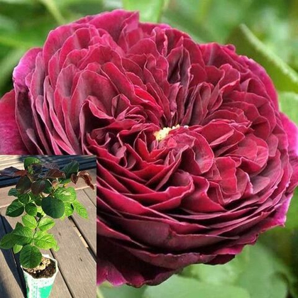 Роза Зе Принц английская, саженец с ЗКС.