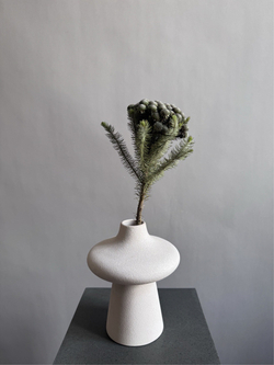 Бруния Альбифлора