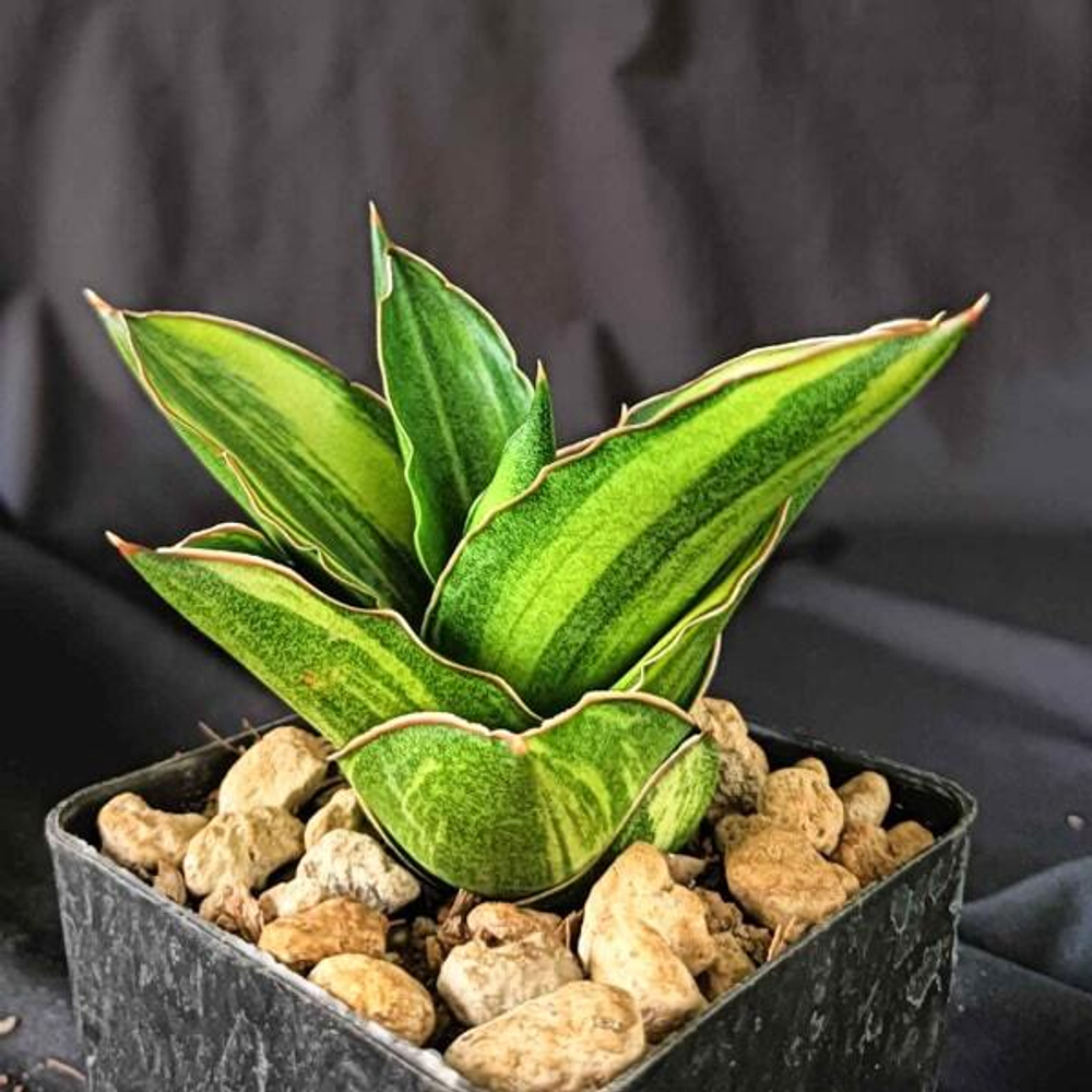 Сансевиерия ANDAMAN VAR