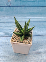 Sansevieria Cylindrica (Сансевиерия)