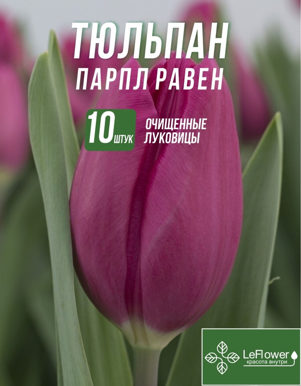 Тюльпан Луковица, Парпл Равен, 10шт