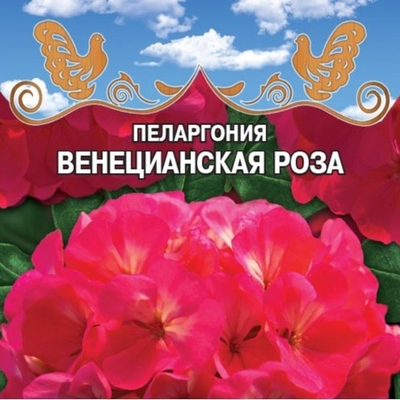Пеларгония Венецианская роза F1 Крупноцветковая
