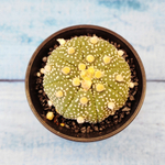 Astrophytum Asterias (Астрофитум)