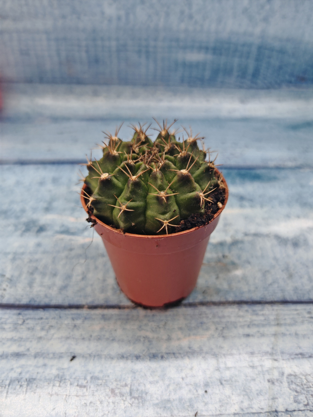 Gymnocalycium Friedrichii (Гимнокалициум)