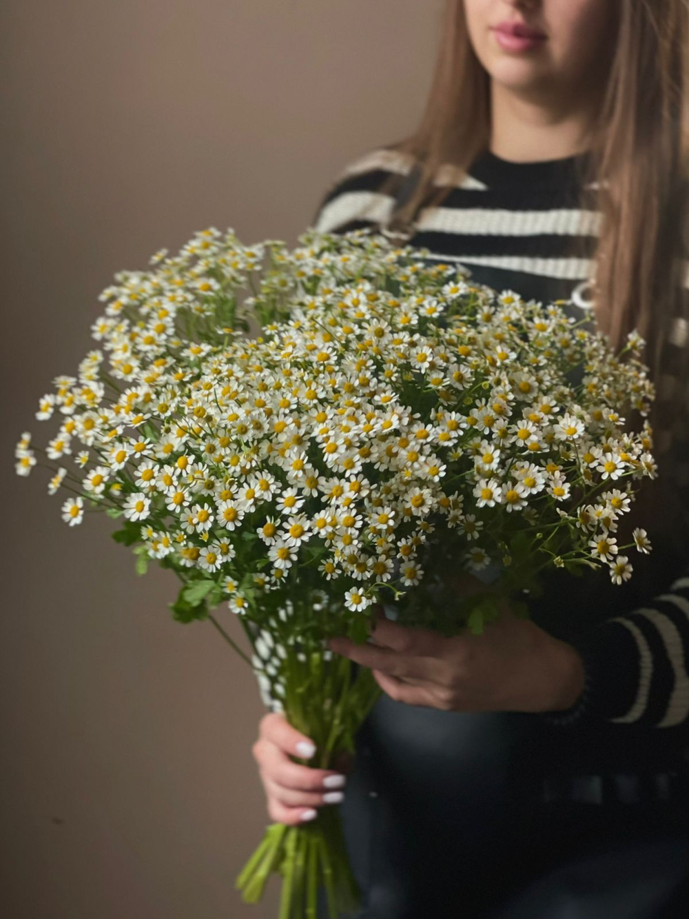 Ромашка (матрикария)