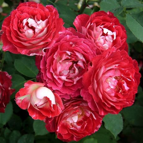 Доктор Массад (Docteurs Massad)