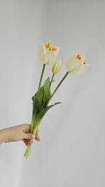 Тюльпаны лилиецветные / Арт 2521