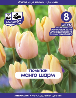 Тюльпан Луковица, Манго Шарм, 8+шт