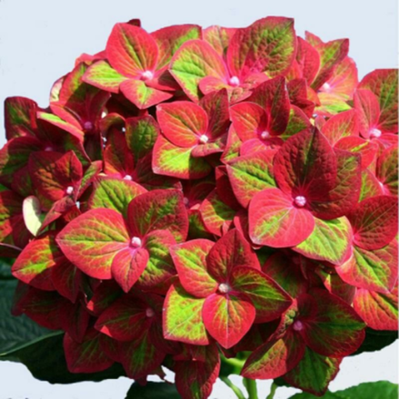 Меджикал «Гринфайр» (Magical «GreenFire») НОВИНКА С3 Европа весна 2026 г.