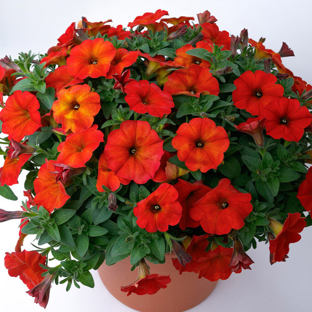 Петхоа BEAUTICAL Red Maple