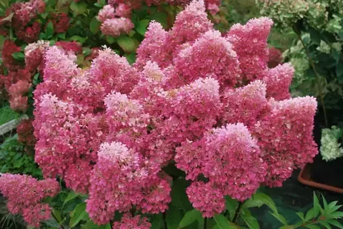 Гортензия метельчатая ПЕТИТ ФЛОРИ (Hydrangea paniculata 