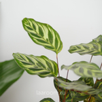 Калатея Макояна 12/40