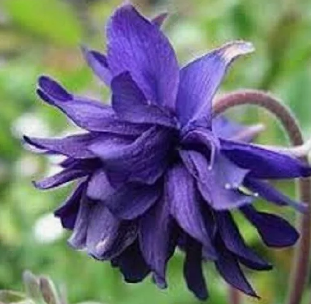 Аквилегия Барлоу Блу рассада конец апреля 26