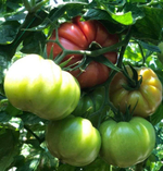 Пинк Кой F1 семена томата индетерминантного ( Yuksel Tohum / )