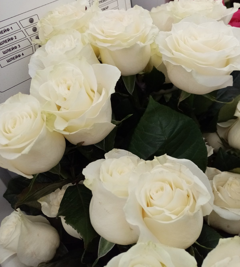 21 белая роза