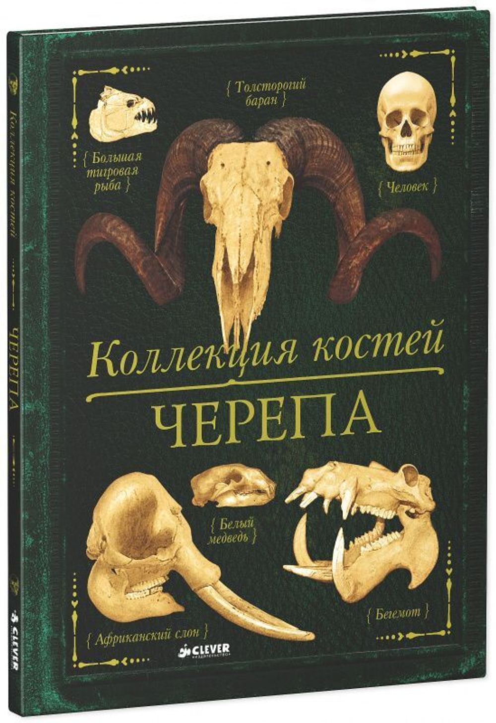 Коллекция костей. Черепа